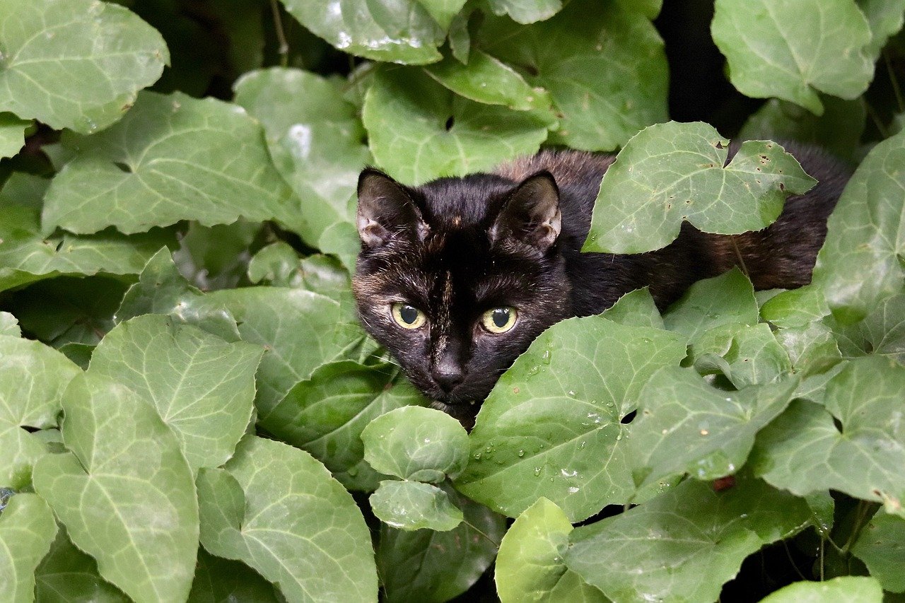 How to Make Homemade Cat Treats